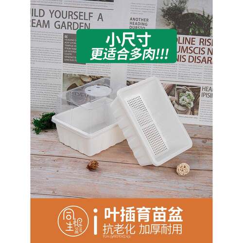 生石花盆多肉育苗盆肉锥切糕盆育苗框多肉叶插盘育苗盘闷养播种盒