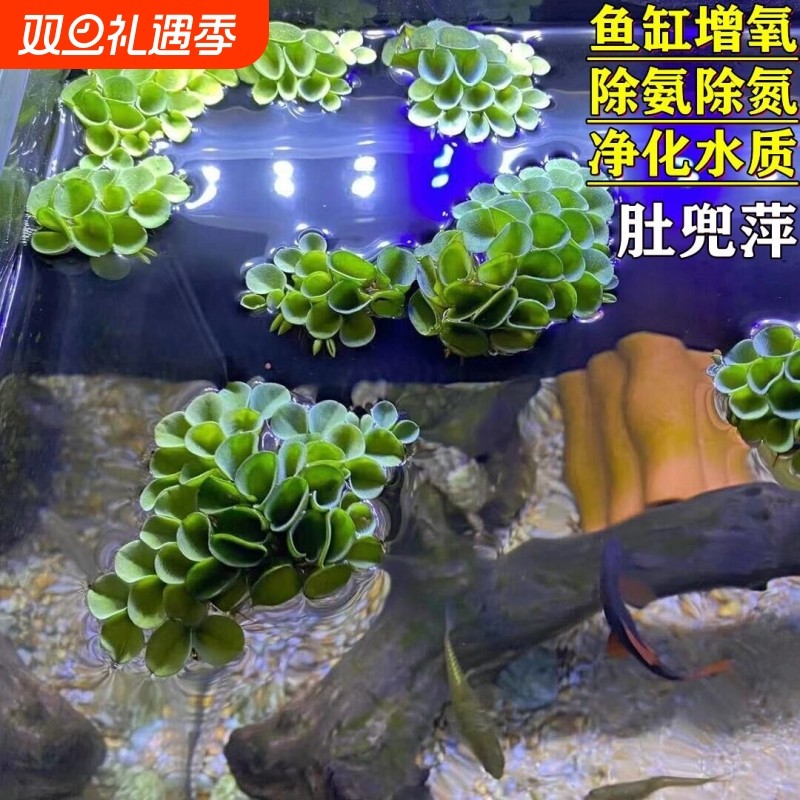 肚兜浮萍水草水生植物水培鱼塘鱼池养鱼虾乌龟缸净化水质增氧水草