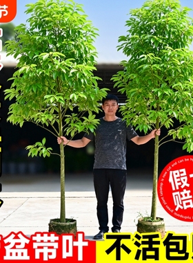 正宗四川金丝楠木树苗庭院盆栽小叶桢楠种植十大名贵风景树耐寒