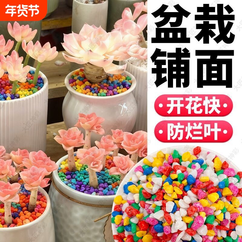 郁金香水培七彩石雨花石子兰花多肉铺面石大匠神彩鱼缸铺底砂造景