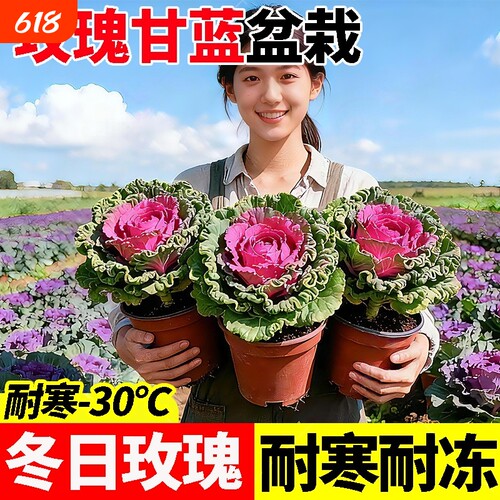 羽衣甘蓝盆栽大苗食用植物花卉牡丹冬季耐寒室内室外种植耐冻品种