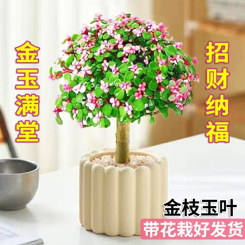 金枝玉叶老桩盆栽带盆室内阳台办公室桌面绿植花卉防辐射造型招财
