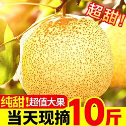 应季梨子新鲜10斤安徽正宗砀山梨砀山酥梨整箱水果梨雪香现摘自提