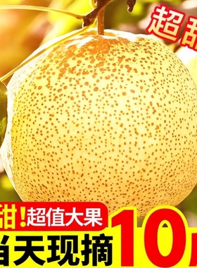 应季梨子新鲜10斤安徽正宗砀山梨砀山酥梨整箱水果梨雪香现摘上门