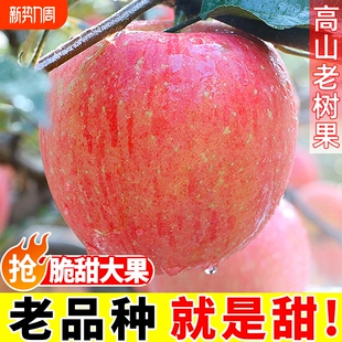 一整箱 包邮 陕西高山红富士丑苹果脆甜新鲜水果应当季 孕妇大冰糖心
