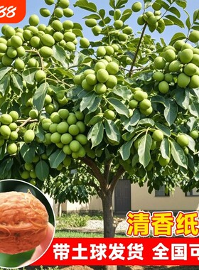 核桃苗树嫁接苗纸皮特大核桃树苖四季种植当年结果树苗庭院带土球