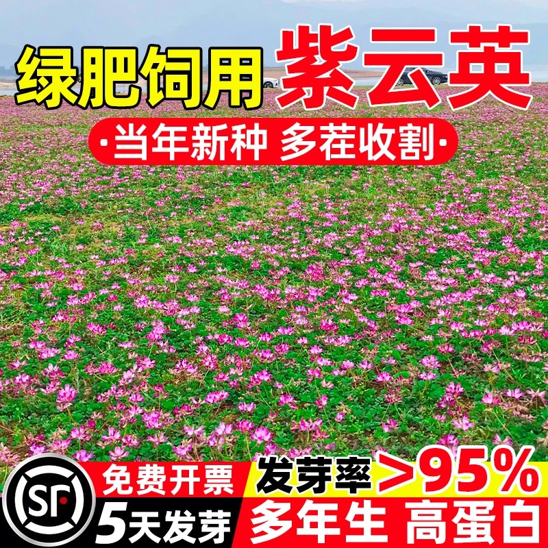 紫云英草籽高蛋白多年生花海蜜源绿肥家禽喜食牛羊马兔饲用草种子