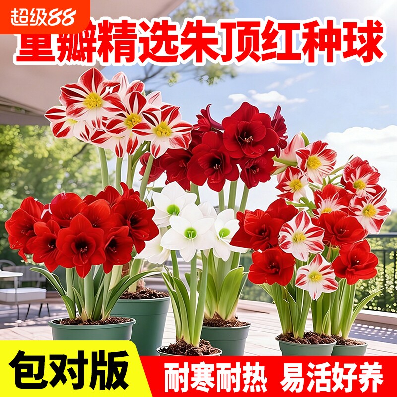 朱顶红阳台庭院盆栽地载耐寒耐热图片