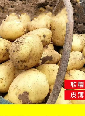 2026年新货现挖土豆新鲜黄新黄皮洋芋5斤包邮蔬菜马铃薯