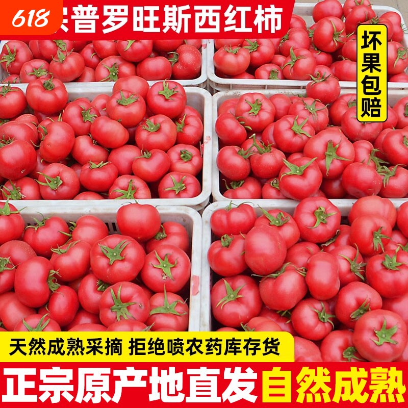 正宗自然熟沙瓤西红柿新鲜生吃水果普罗旺斯山东露天大番茄9