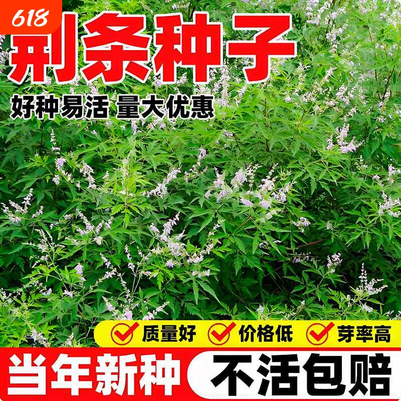荆条种子新采牡荆籽蜜源绿植护坡固土防沙荒山绿化多年生林木种籽