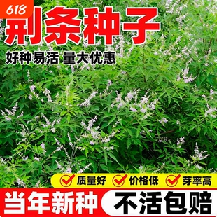 荆条种子新采牡荆籽蜜源绿植护坡固土防沙荒山绿化多年生林木种籽
