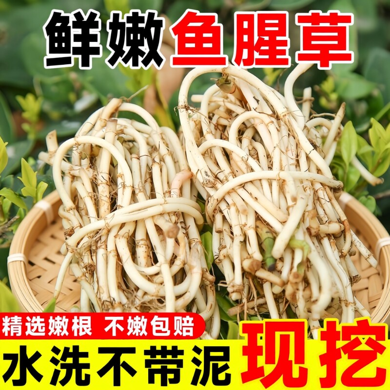 鱼腥草新鲜折耳根洗净猪鼻孔当季野蔬菜嫩芽嫩根叶凉拌下饭菜即食
