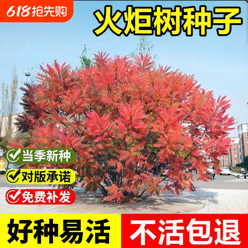火炬树种子新采 鹿角漆盐肤木庭院栽种 护坡固土园林绿化灌木种籽
