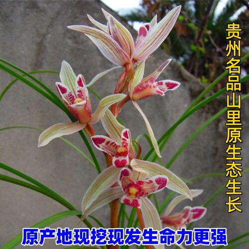 春兰名品冬带花苞兰花苗