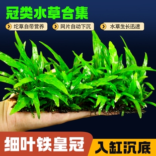 细叶铁皇冠水草植物鱼缸造景新手好养大叶铁皇冠阴性大叶九冠坨草