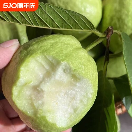 广东脆甜番石榴芭乐白心孕妇新鲜应季水果奶油巴整箱包邮软糯现摘