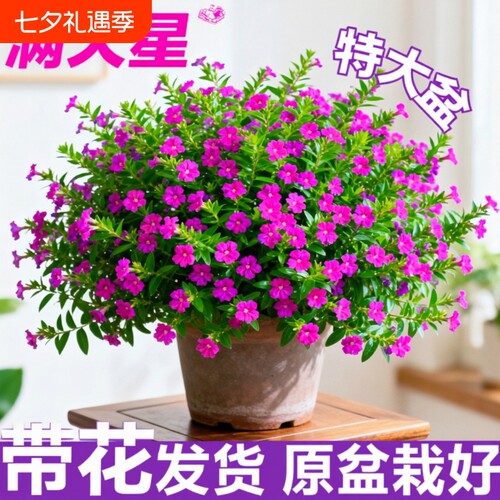 满天星盆栽鲜花好养易活多季开花带花苞植物阳台花卉花苗室内花期