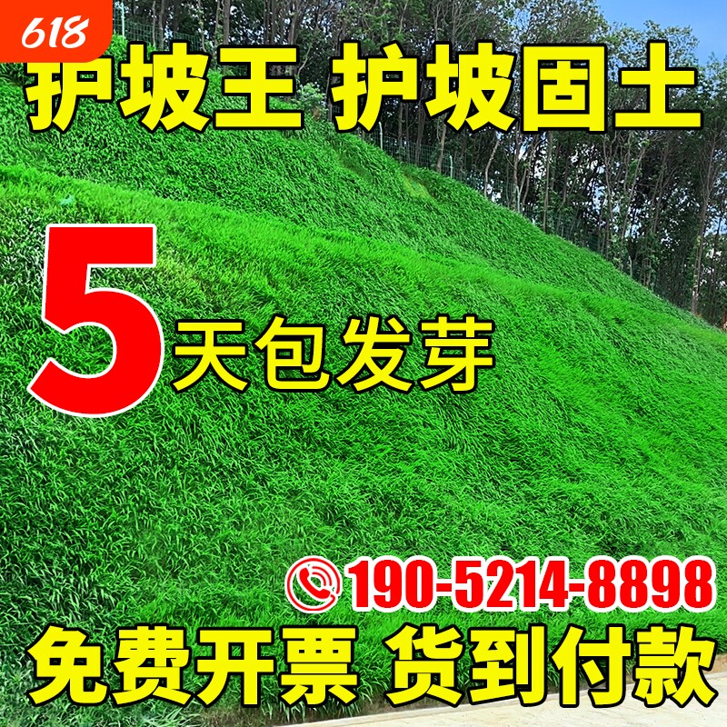 护坡固土草籽护坡王绿化四季常青耐寒植物高速护坡狗牙根草坪种子