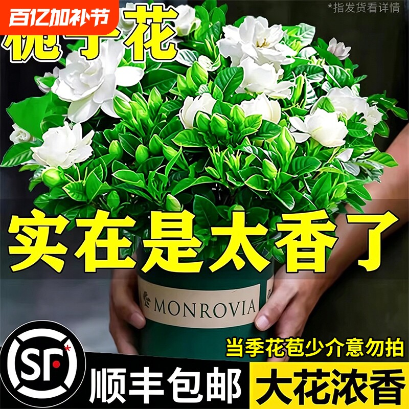 栀子花盆栽四季开花室内水培带花苞绿植九里香茉莉花客厅阳台