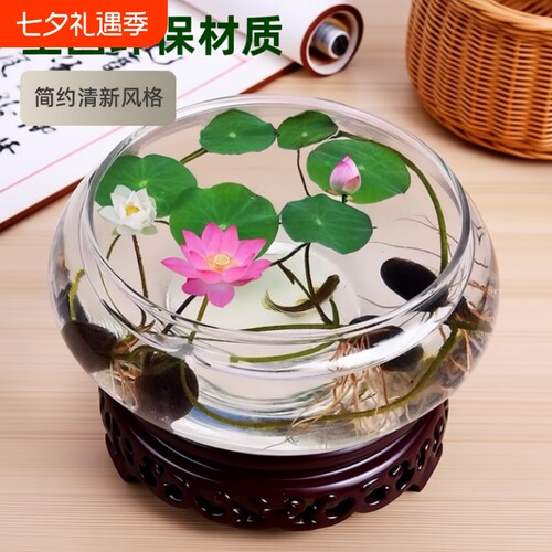 玻璃碗莲一叶莲铜钱草水仙盆