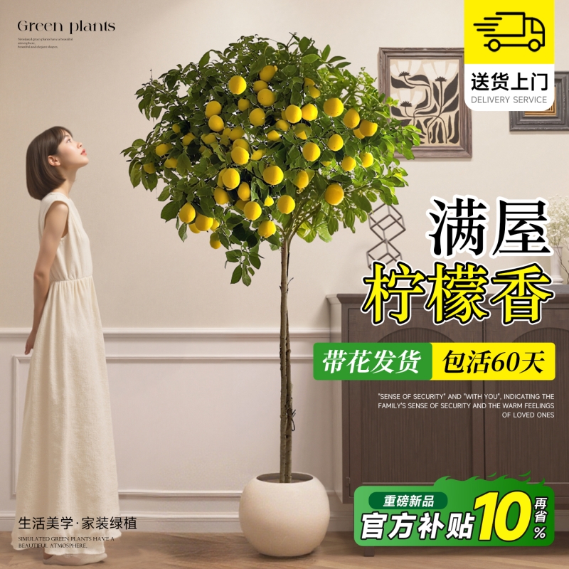 香水柠檬树盆栽带果四季可