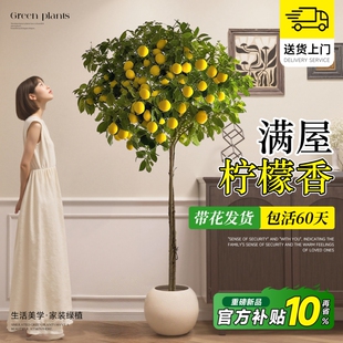 四季香水柠檬树盆栽带果可食用旺宅绿植室内大型植物客厅阳台好养