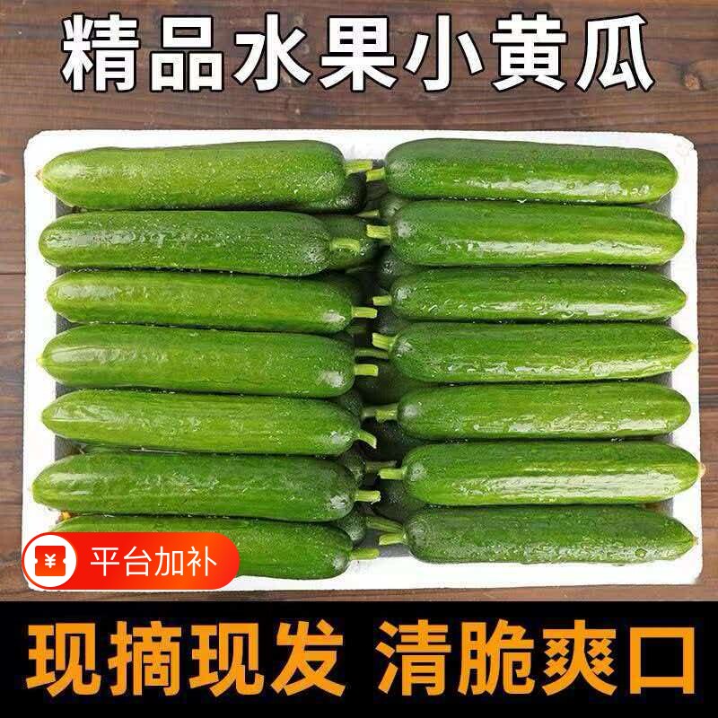 水果黄瓜新鲜生吃当季整箱5小青瓜斤时令蔬菜白玉女即食10包邮旱