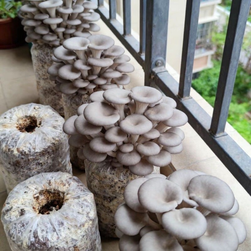 蘑菇种植菌种原种栽培养殖户农用批量盆一二三级食用平姬秀珍基地