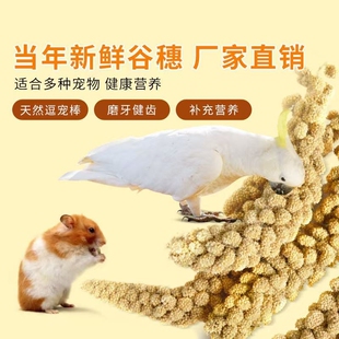 新品鹦鹉黄谷穗鸟粮鸟饲料零食天然带壳谷子仓鼠造景装饰新鲜