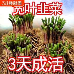 韭菜根苗紫根四季带土大叶宽叶老品种种子韭菜种籽阳台种植当季