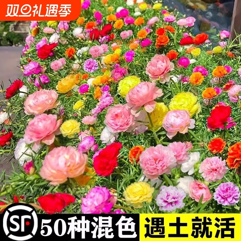 重瓣太阳花种孑花种籽子室内室外观花卉植物花籽开花易活四季播种