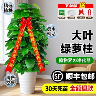 大叶绿萝柱盆栽客厅大型除甲醛绿植室内办公净化空气新房好养绿箩