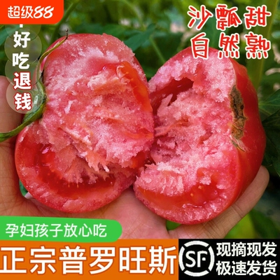 陕西泾阳普罗旺斯西红柿孕妇水果当季自然熟新鲜生吃番茄蔬菜一颗