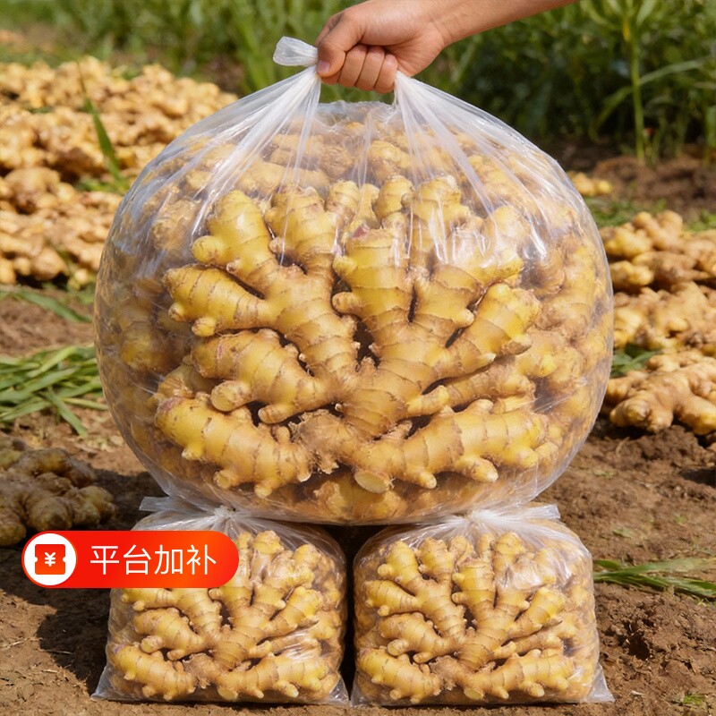 正宗云南小黄姜生姜老姜现挖新鲜批发蔬菜农家老黄姜辛辣味足食用