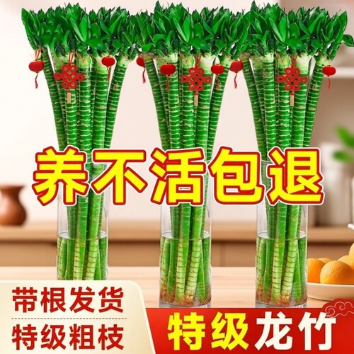 带根文昌竹龙竹观音竹转运竹富贵竹绿植水养客厅室内盆栽水培植物