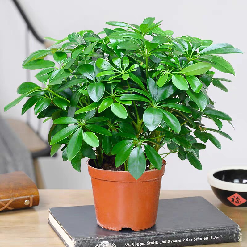 鸭脚木发财树盆栽鸭掌木八方来财室内绿植花卉四季常青植物桌面