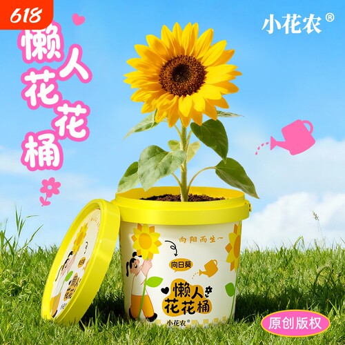 小花农懒人花花桶种植向日葵花