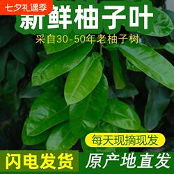 平和溪蜜柚新鲜柚子叶沐浴打扫老树顺丰包邮叶垫蜜柚黄皮散装叶子