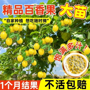 特大百香果苗钦蜜9号黄金百香果树广西嫁接苗四季盆栽芒果芭乐
