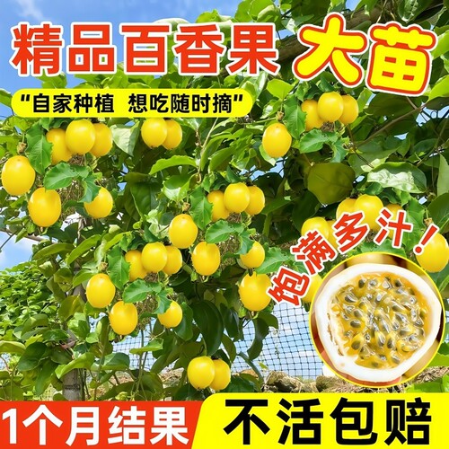 特大百香果苗钦蜜9号黄金百香果树广西嫁接苗四季盆栽种植芒果