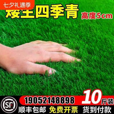 四季青草籽矮生地毯草草坪草籽高档耐寒草种籽子庭院狗牙根护坡