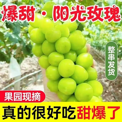 山西阳光玫瑰葡萄新鲜水果当应季晴王无籽香印青提子礼盒整箱包邮