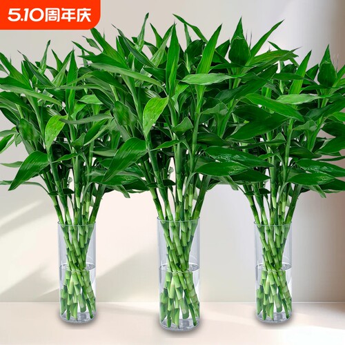 富贵转运竹水培植物水养好客厅招财花卉绿萝箩好养绿植盆栽室内花