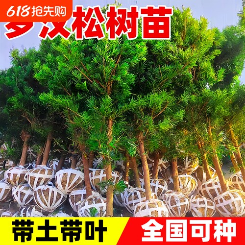 罗汉松树苗小叶雀舌室外庭院盆栽地栽盆景树桩名贵绿化苗造型耐热