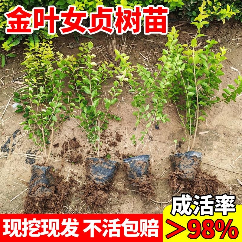 金叶女贞树苗四季常青耐寒工程绿化苗小叶女贞北方庭院绿篱灌木苗