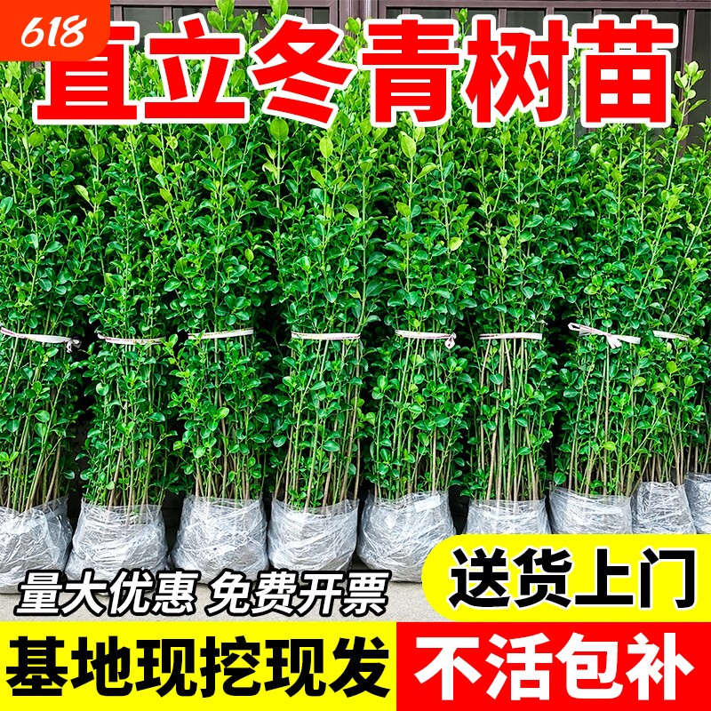 直立冬青树苗北海道黄杨苗绿篱围墙丛生大叶绿化苗木四季耐寒绿植