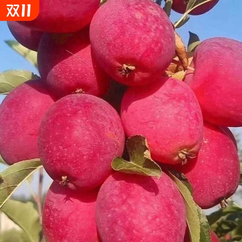 东北酸甜沙果3斤|超5000次加购