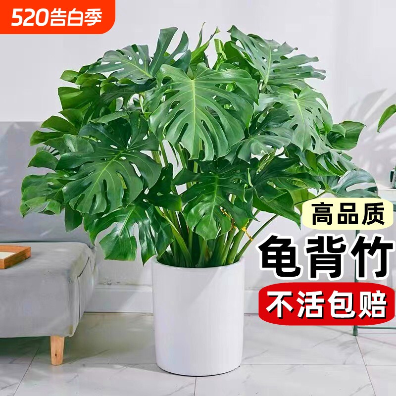 龟背竹盆栽老桩客厅大型绿植物室内吸甲醛四季常青水培富贵竹花卉