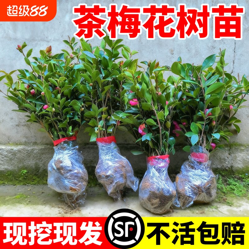 茶梅花树苗冬季开花耐寒耐阴茶花庭院绿化小苗木室外花期耐冻带花
